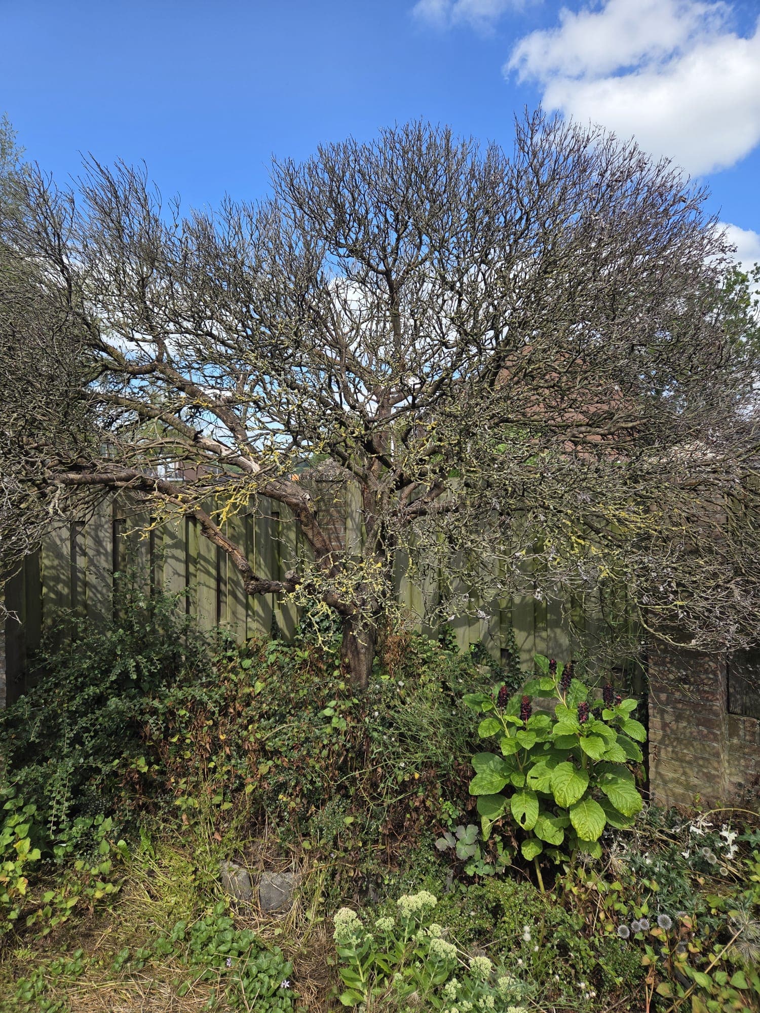 Overgroeide boom met klimplanten voor het snoeien, blauwe lucht