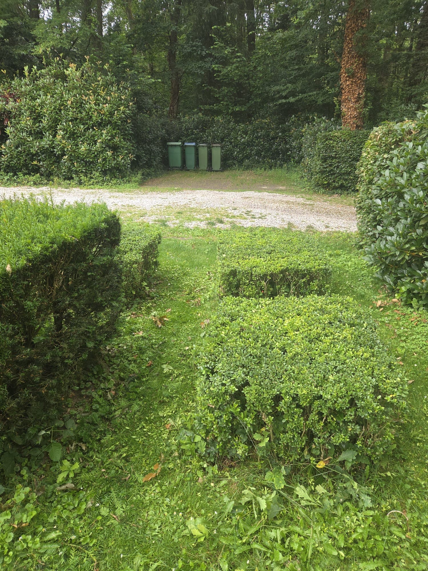 Overgroeide buxusplanten in tuin voor het snoeien