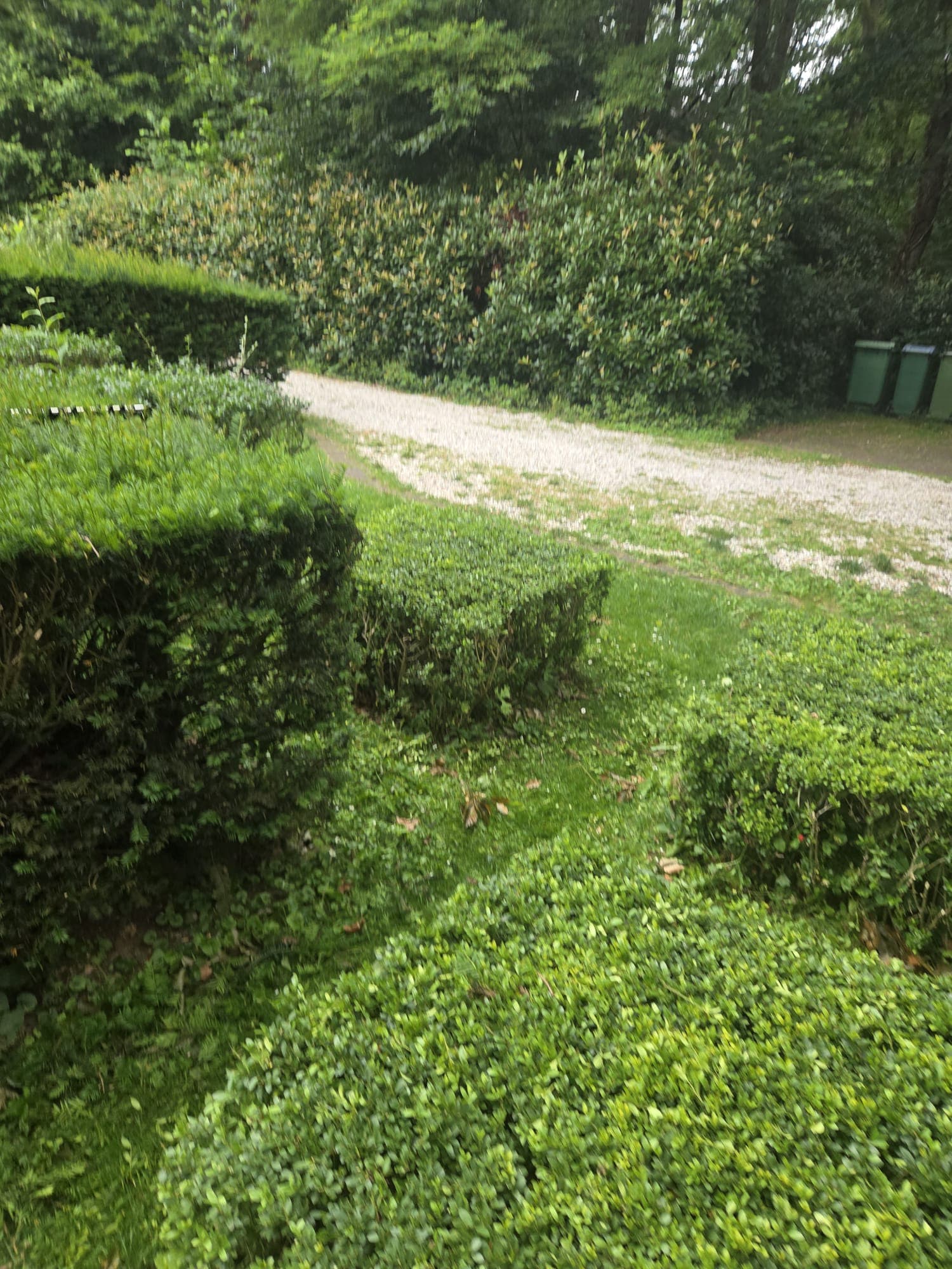 Verwaarloosde buxus in achtertuin, voor onderhoud