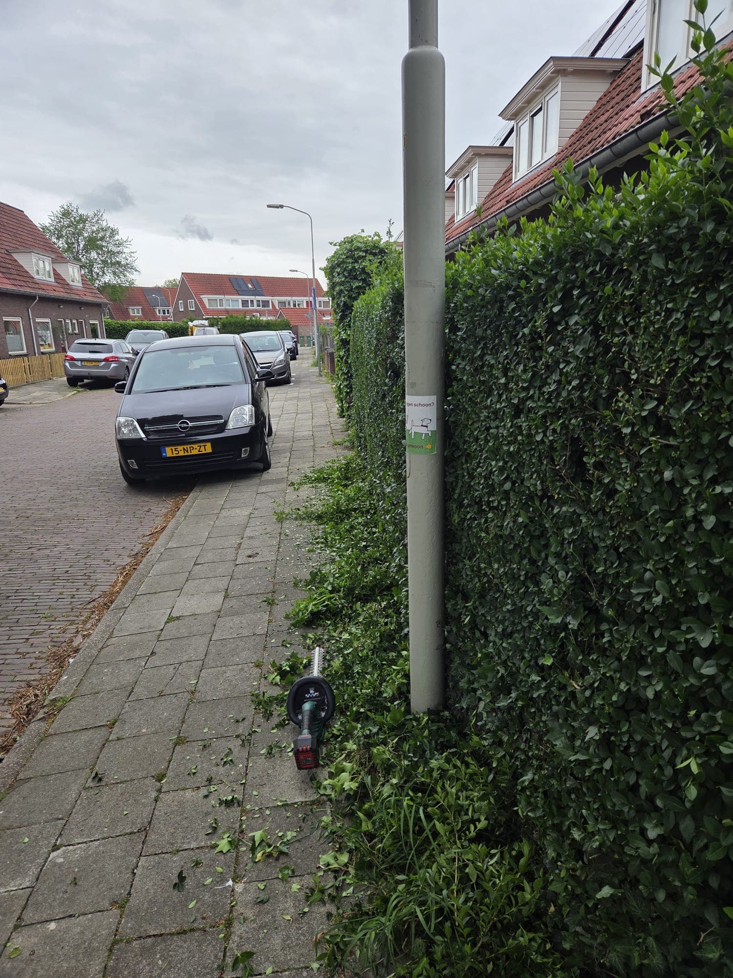 Dicht vergroeid terreindeel met hagen, varens en onkruid