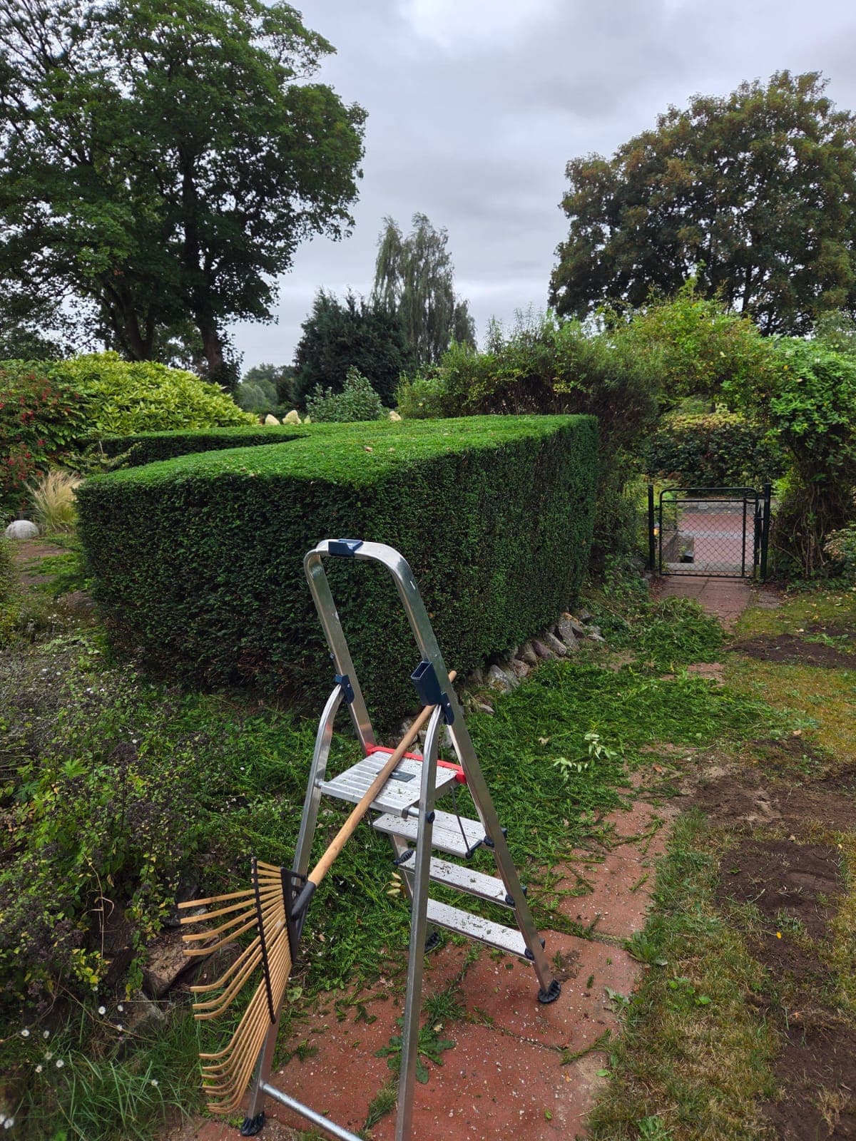Gesnoeid haag met ladder en gereedschap zichtbaar