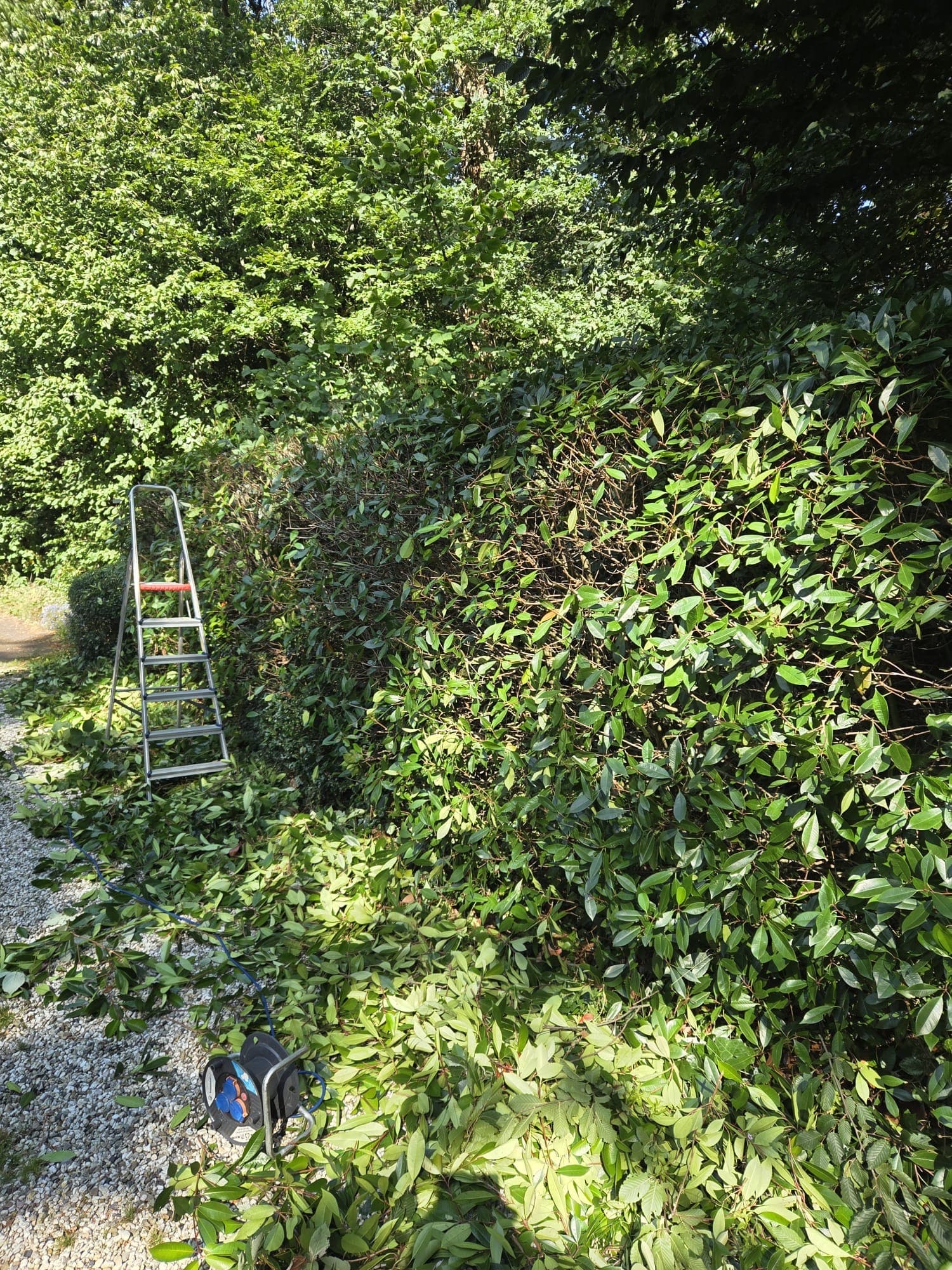 Ladder en snoeiafval naast overgroeide laurierhaag tijdens het werk