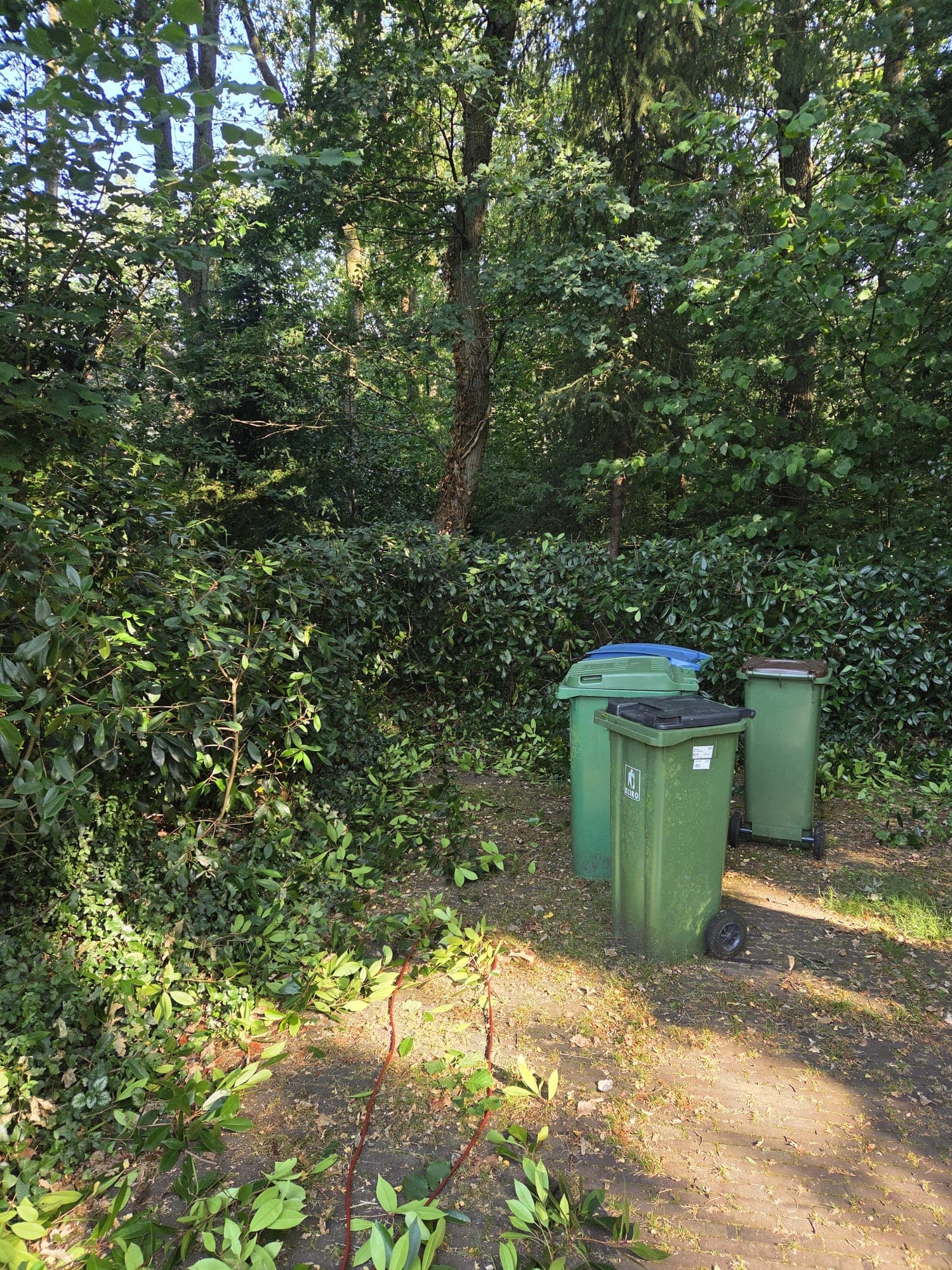 Vergroeide laurierhaag met containers en snoeisel tijdens opruimen
