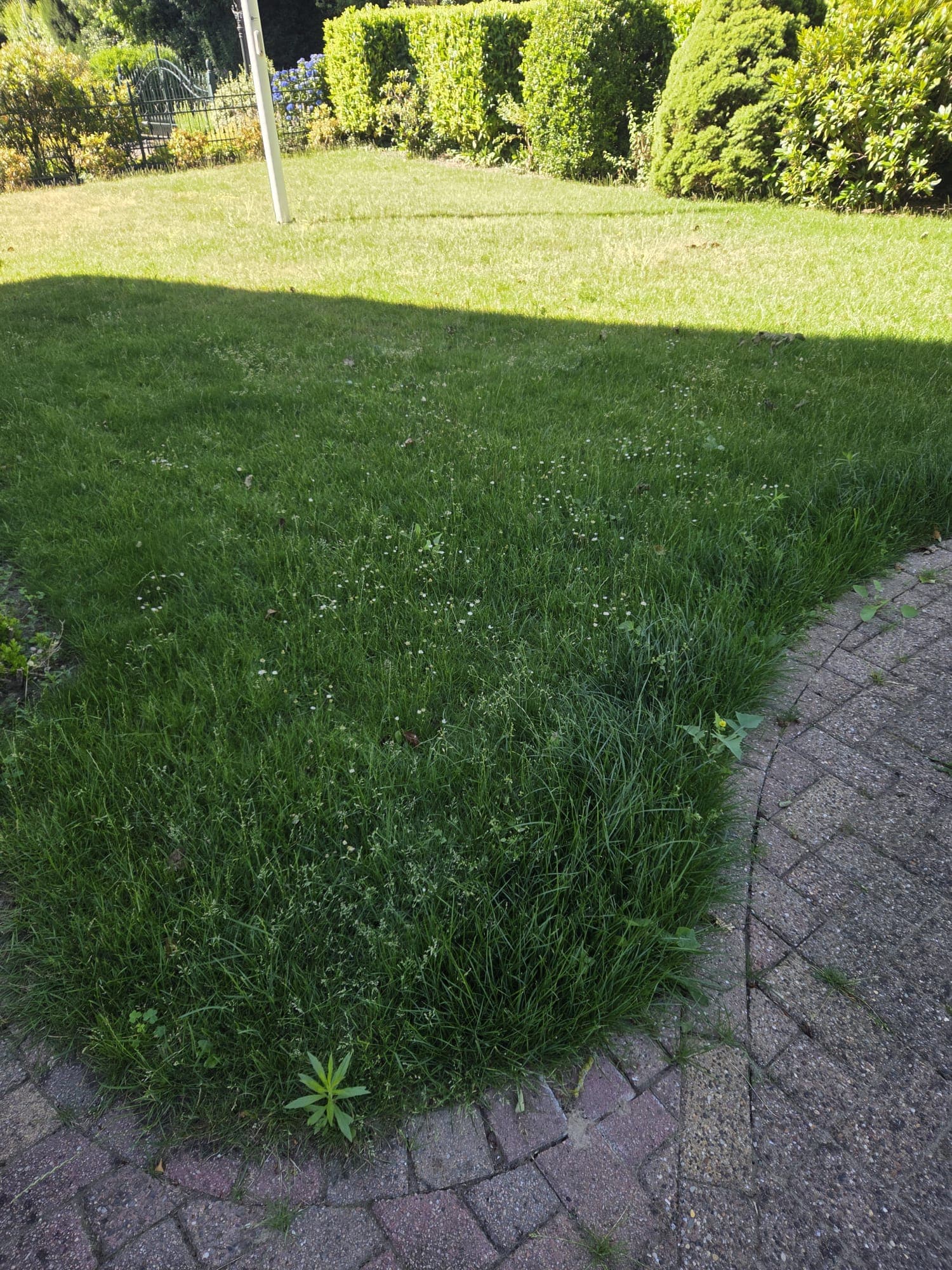 Strak gemaaid gazon na onderhoud