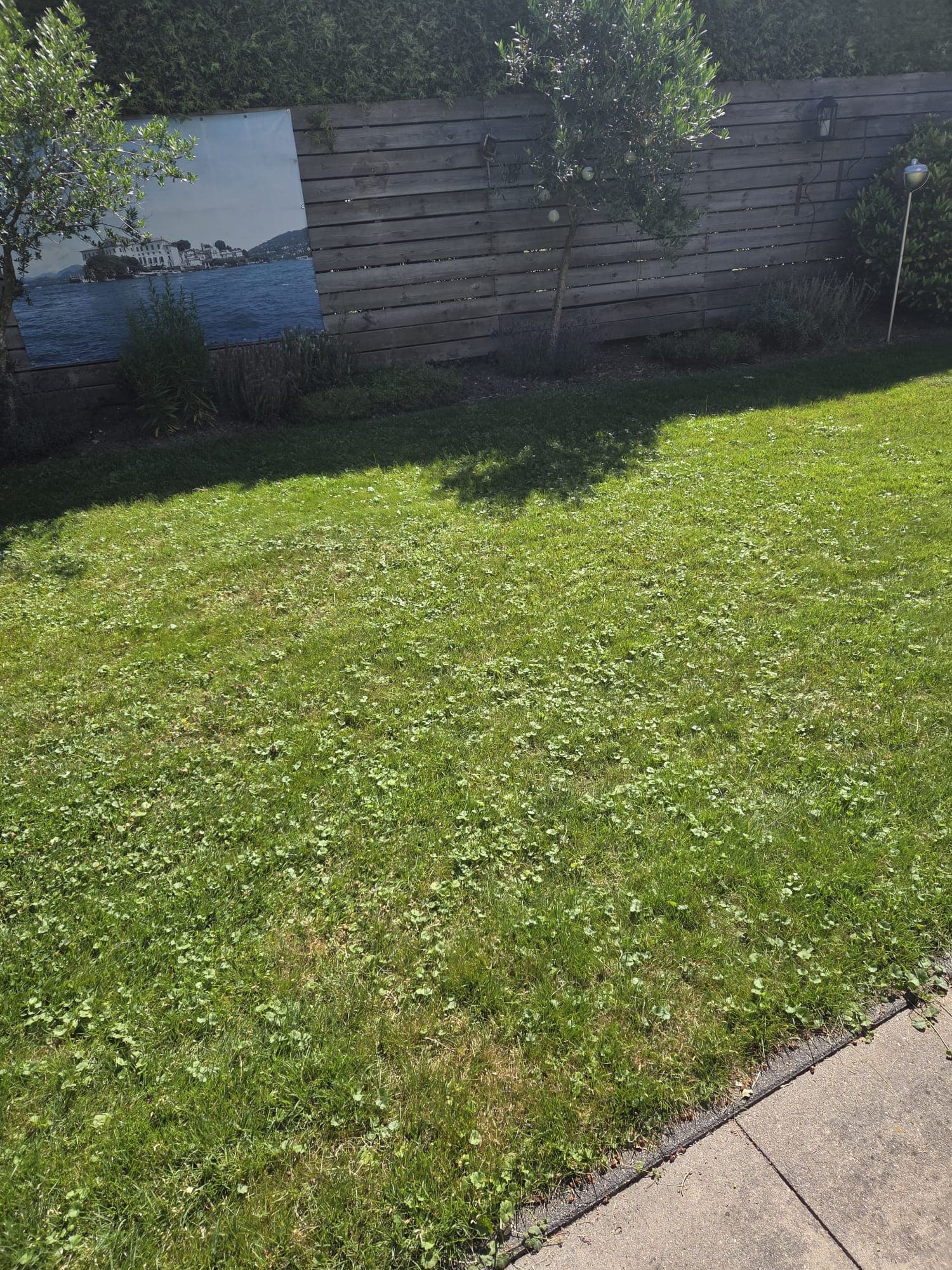Overgroeid gazon naast verharding, voor het maaien