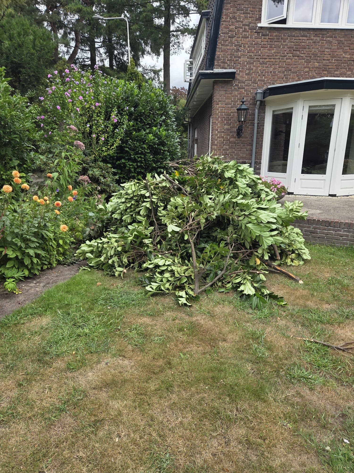 Afgezaagde lauriertakken op gazon bij woonhuis met dahlia's