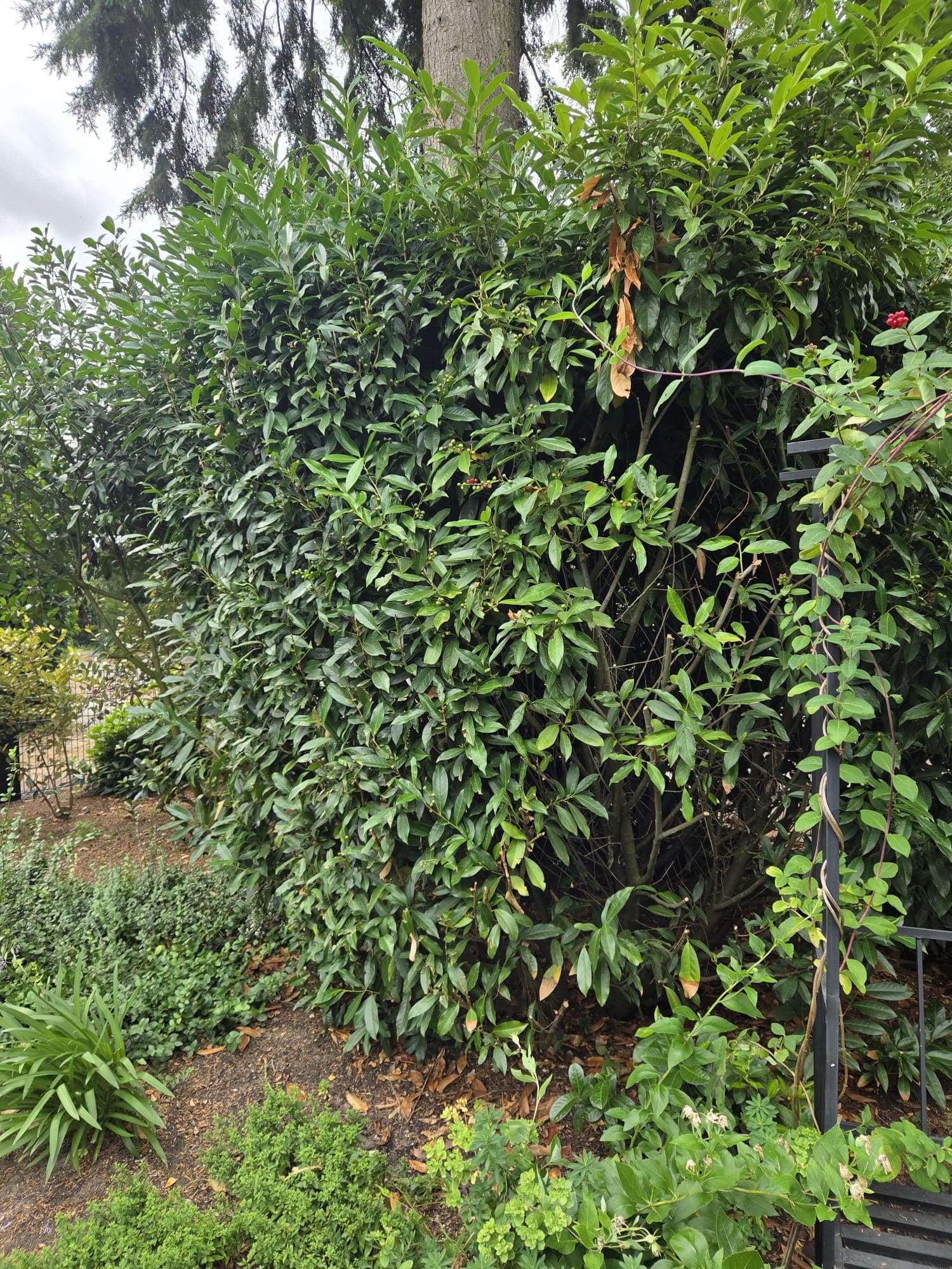 Overgroeide laurier en skimmia langs zwart ijzeren hek, voor het snoeien