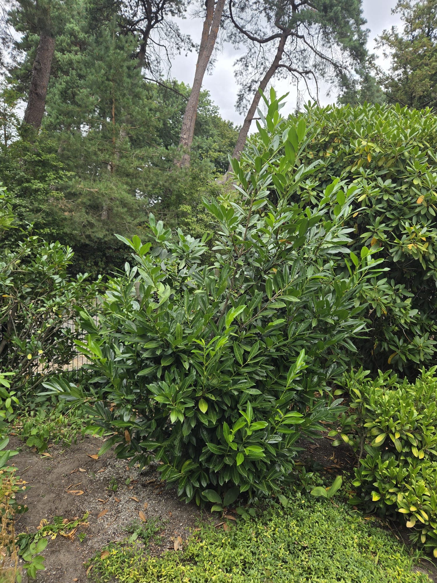 Dichte laurierbeplanting langs hek met dennen op de achtergrond