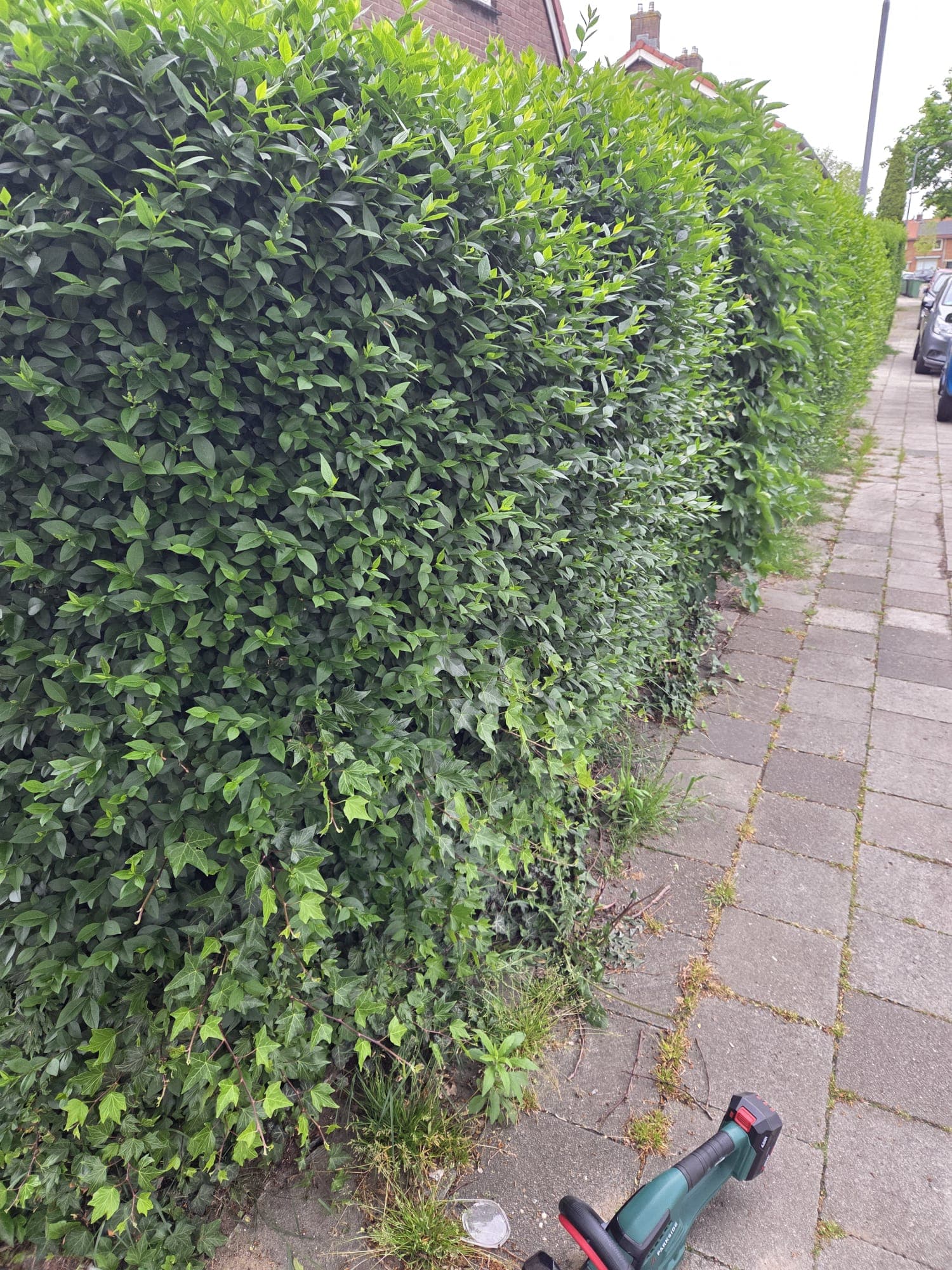 Vergroeide taxushagen in voortuin met sierlijk hek op achtergrond