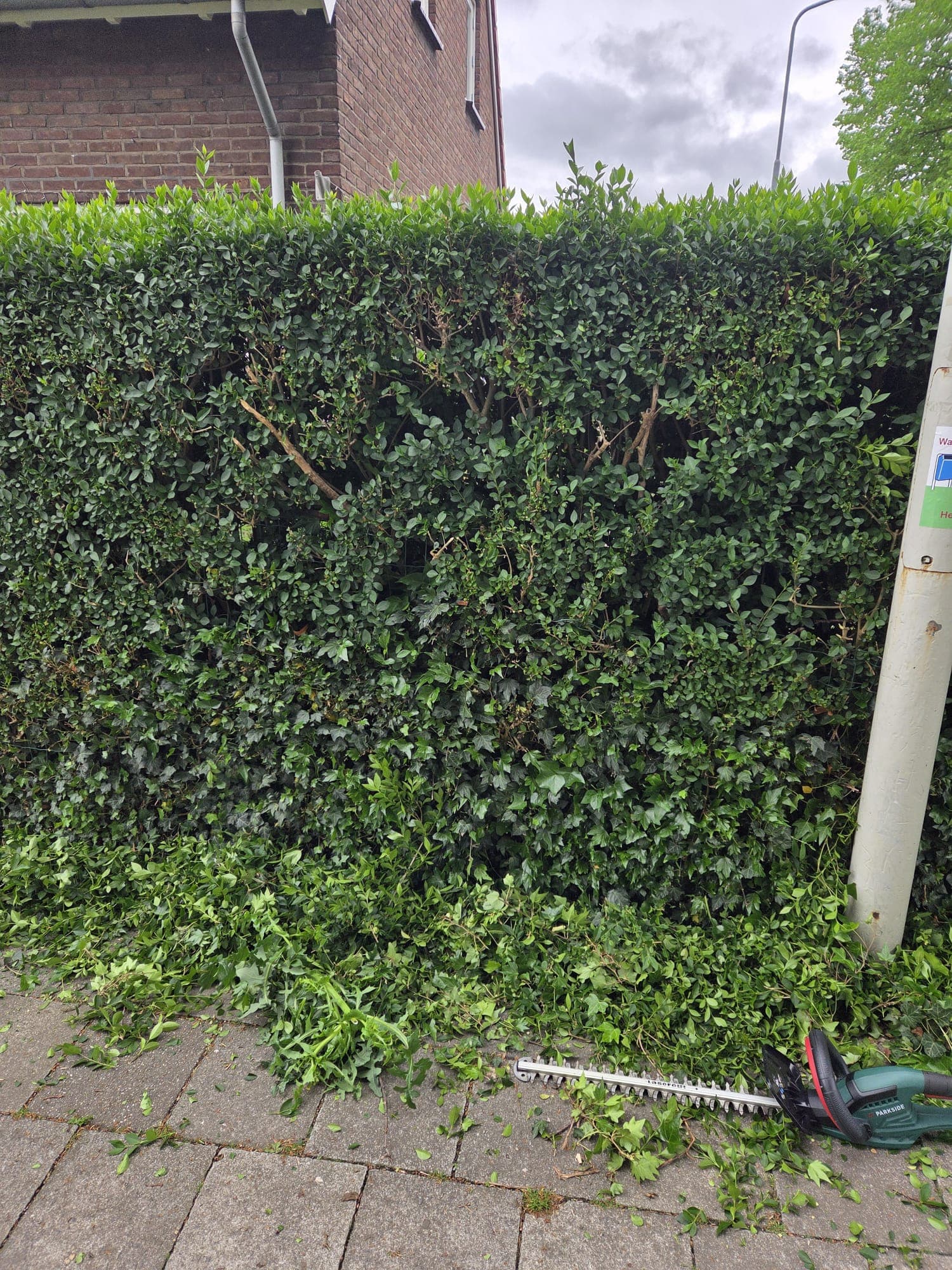 Strakke nette taxushaag langs de straat na het scheren