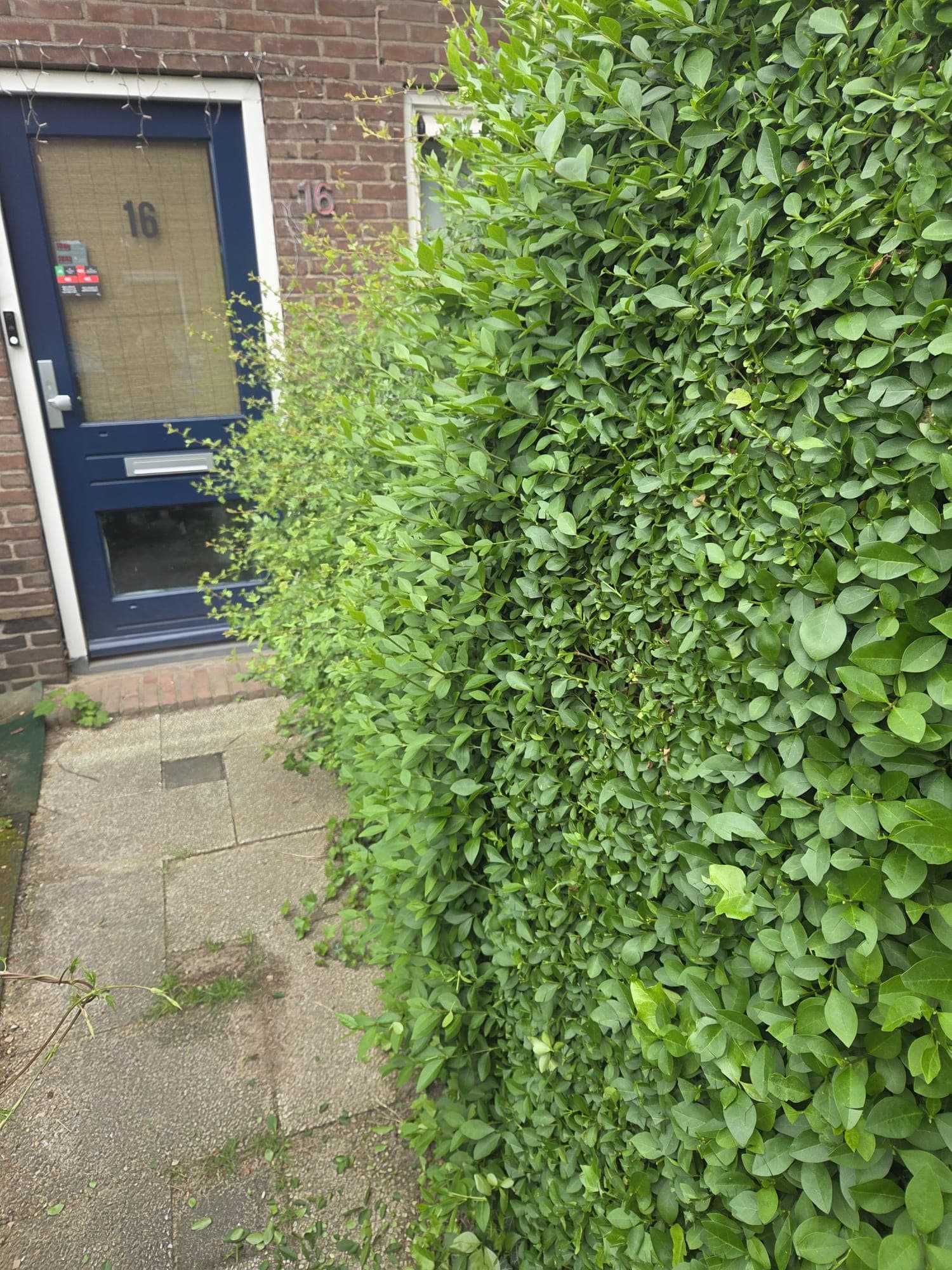 Overgroeide voordeurhaag bij woonhuis