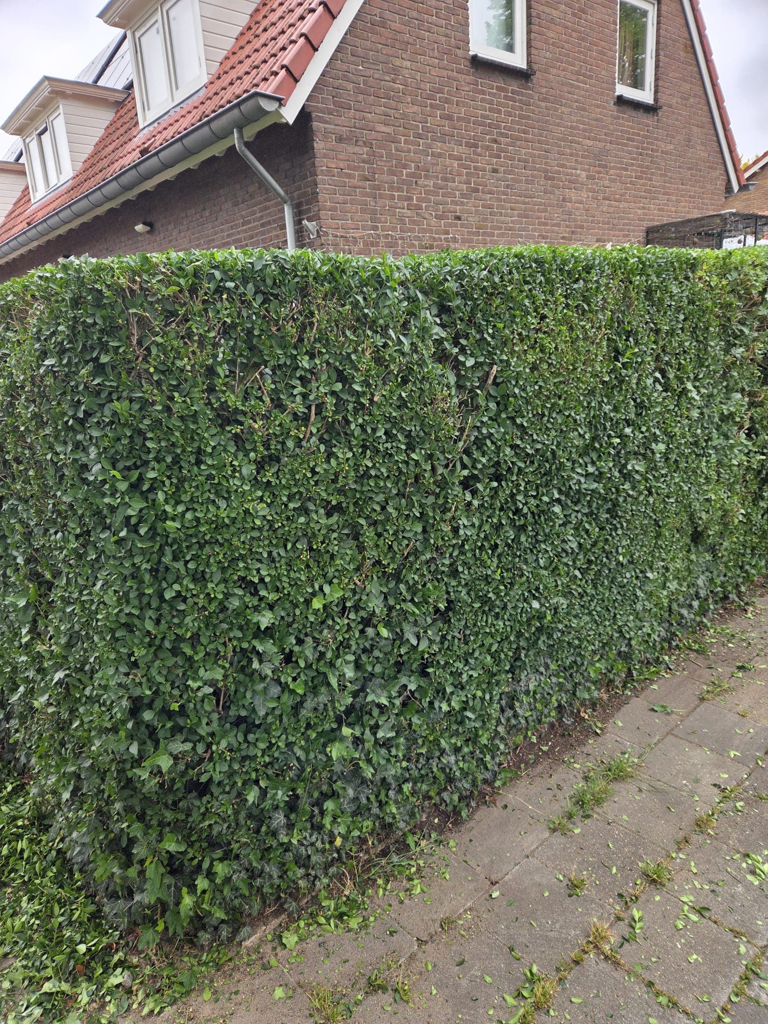 Haagsnoei in uitvoering met snoeisel op de grond