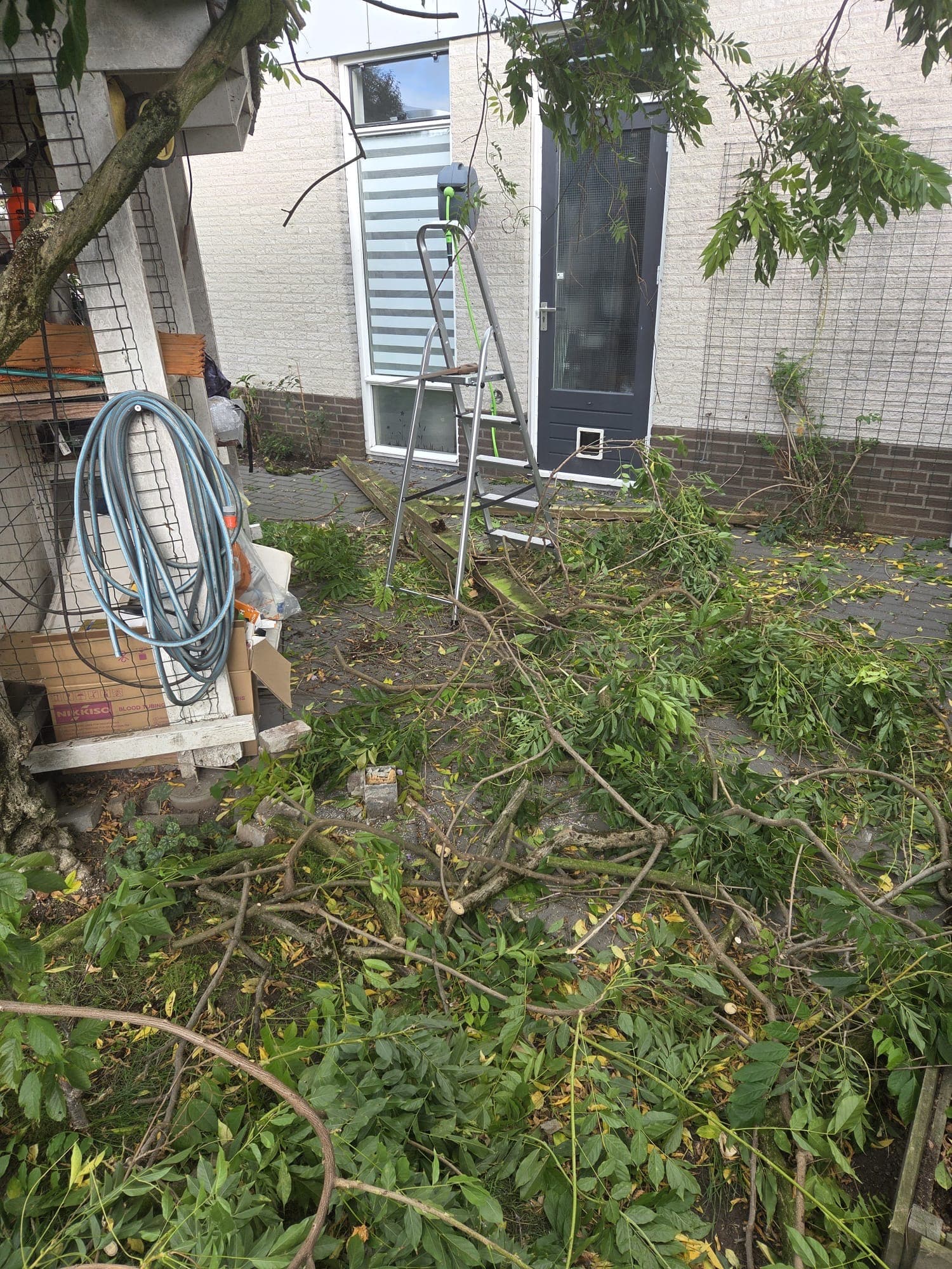 Snoeiafval wisteria op binnenplaats, ladder bij achterdeur