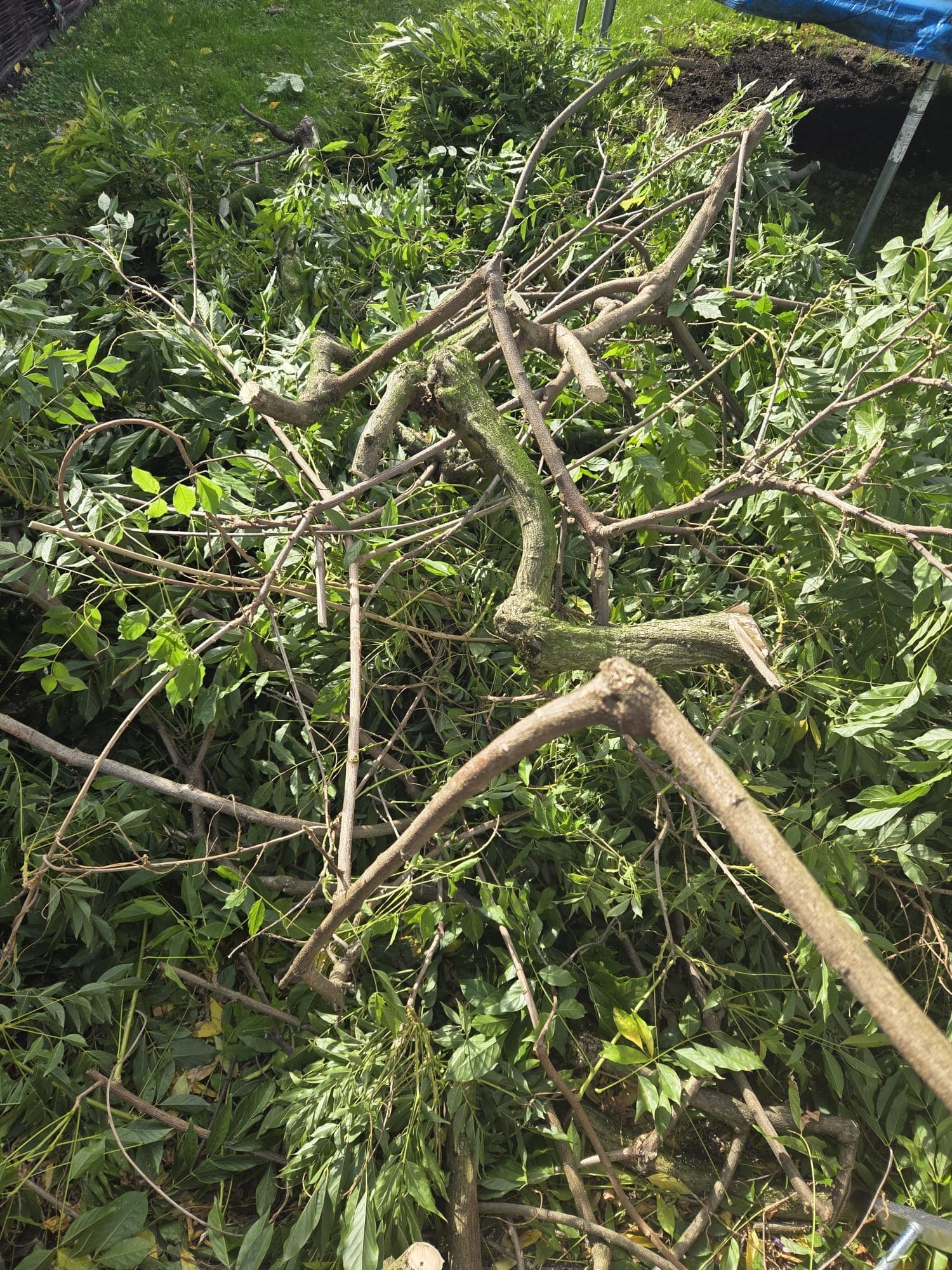Grote berg wisteria takken en blad op gazon klaar voor afvoer
