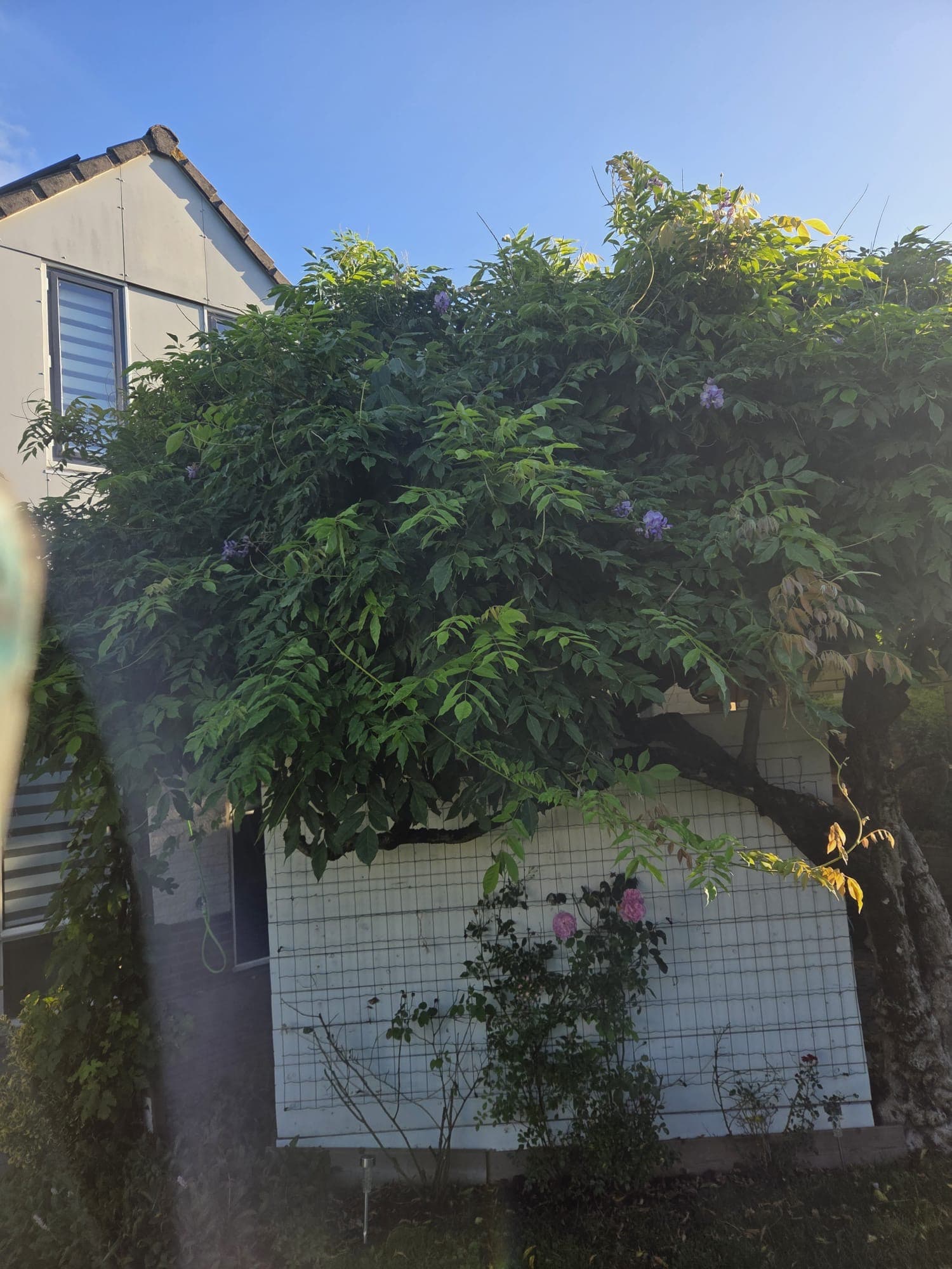 Wisteria in volle bloei overgroeid naast woonhuis, voor het snoeien