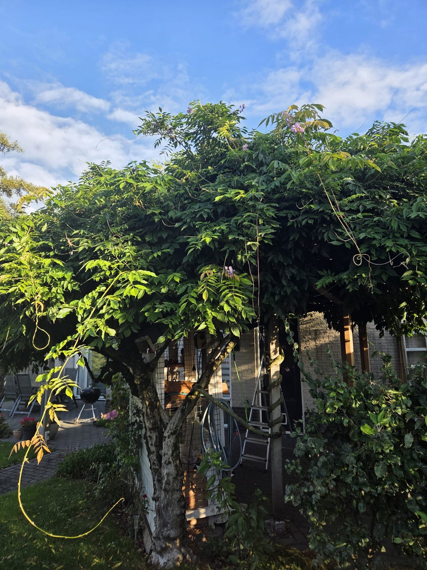 Wisteria klimplant overgroeid over pergola en tuin, voor aanvang