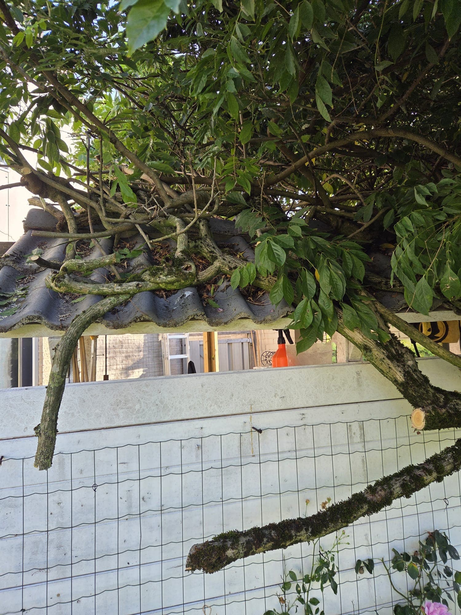 Wisteria stam en takken overgroeid over schuur dak en hek