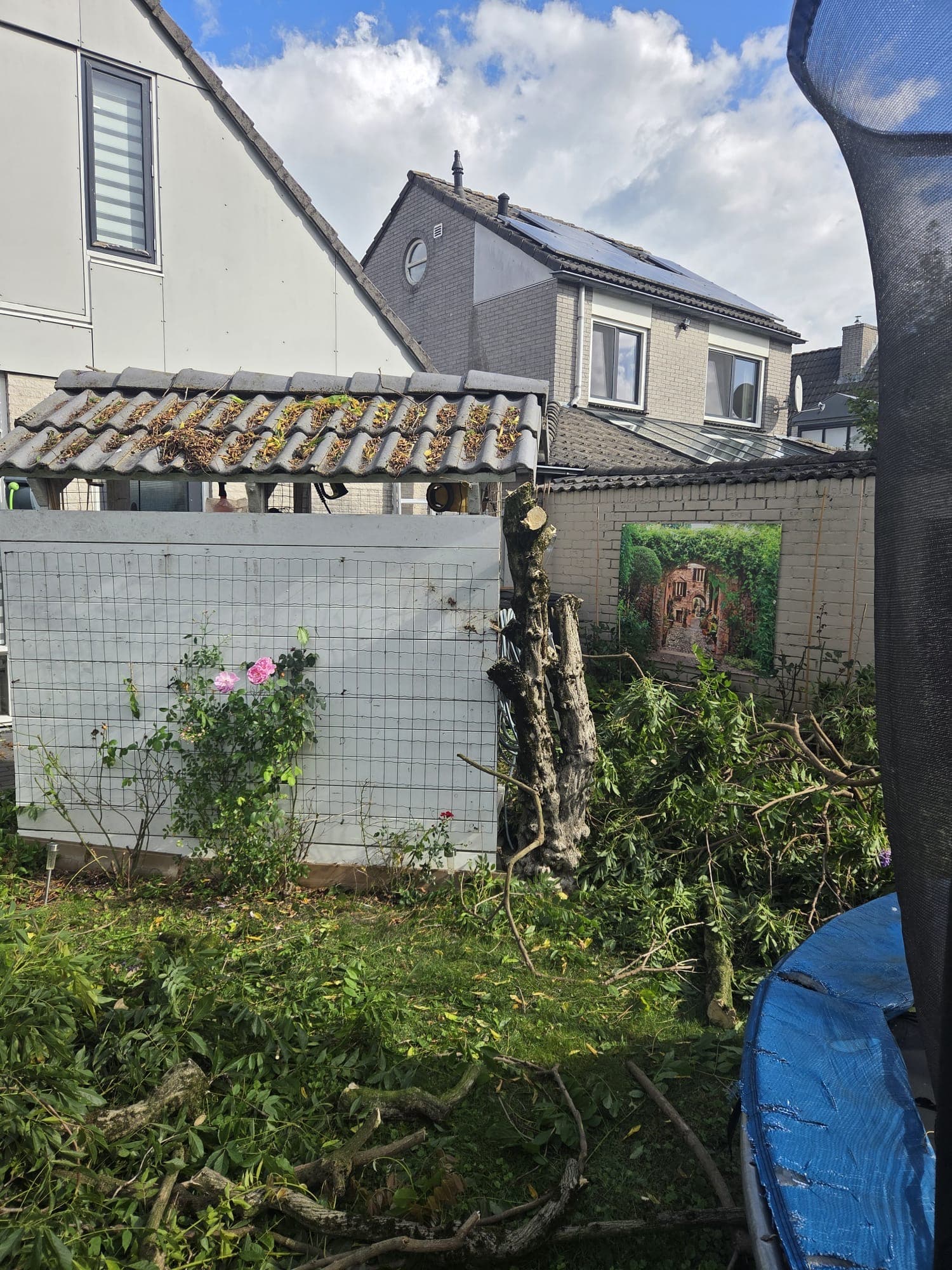 Eindresultaat: wisteria volledig gesnoeid, tuin opgeruimd met roos in bloei