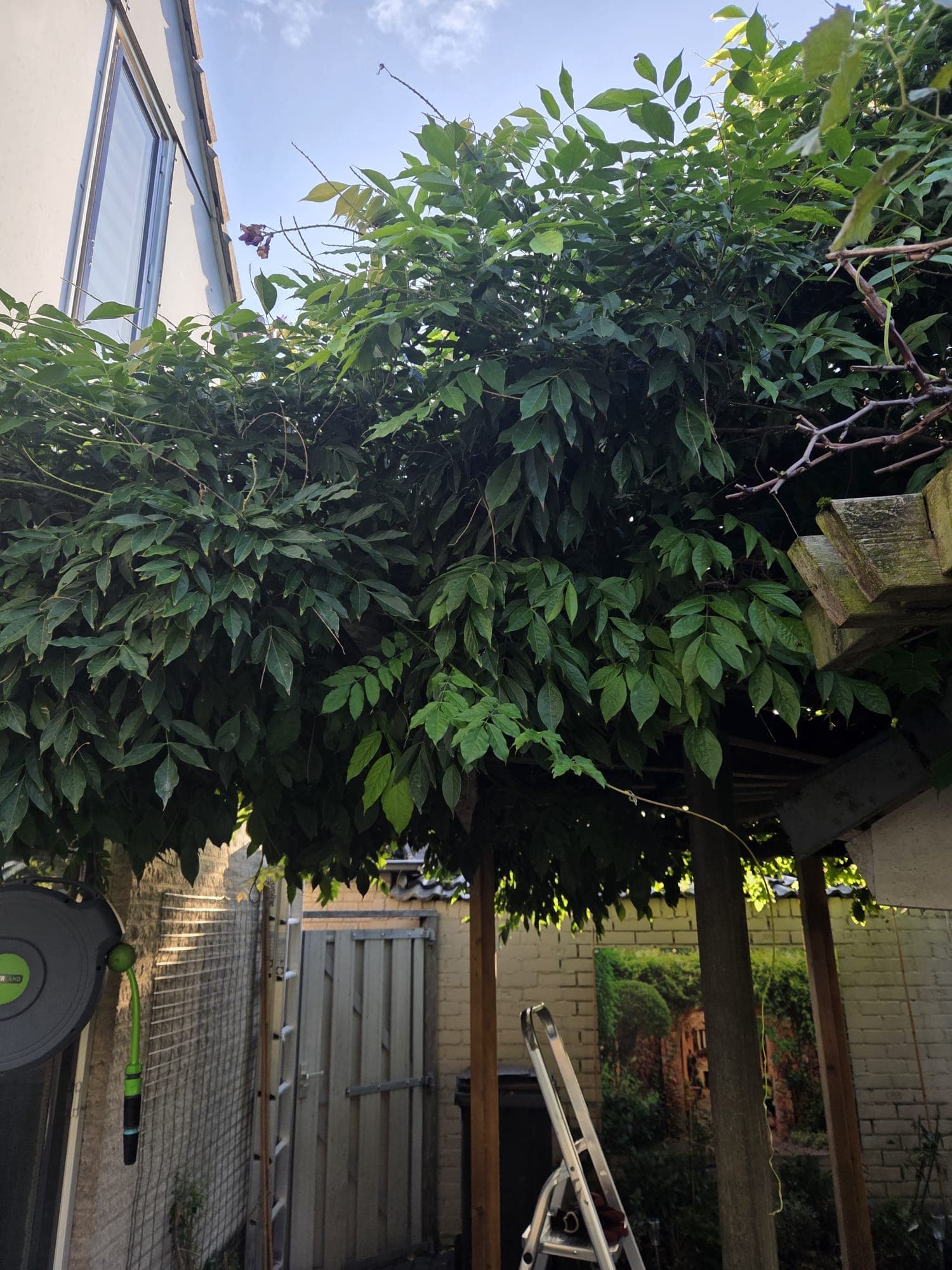 Wisteria dicht takkenwerk onder pergola, ladder zichtbaar voor het snoeien