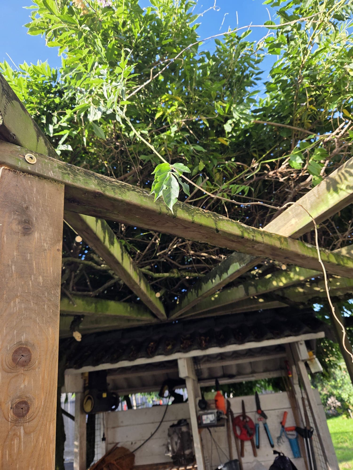 Wisteria takken begroeid over pergola constructie, schuur op achtergrond