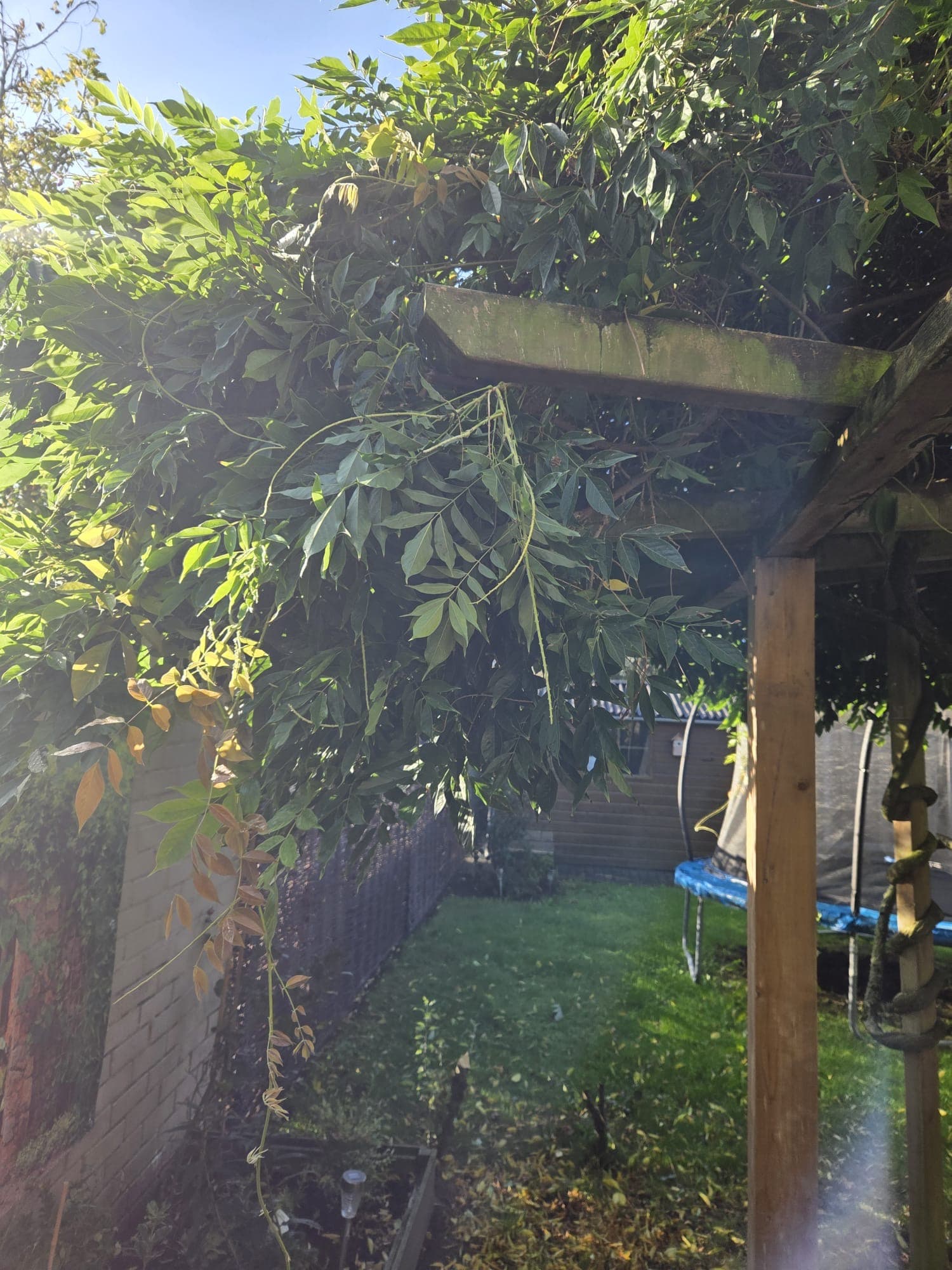 Wisteria over pergola boog met tuin en trampoline op achtergrond