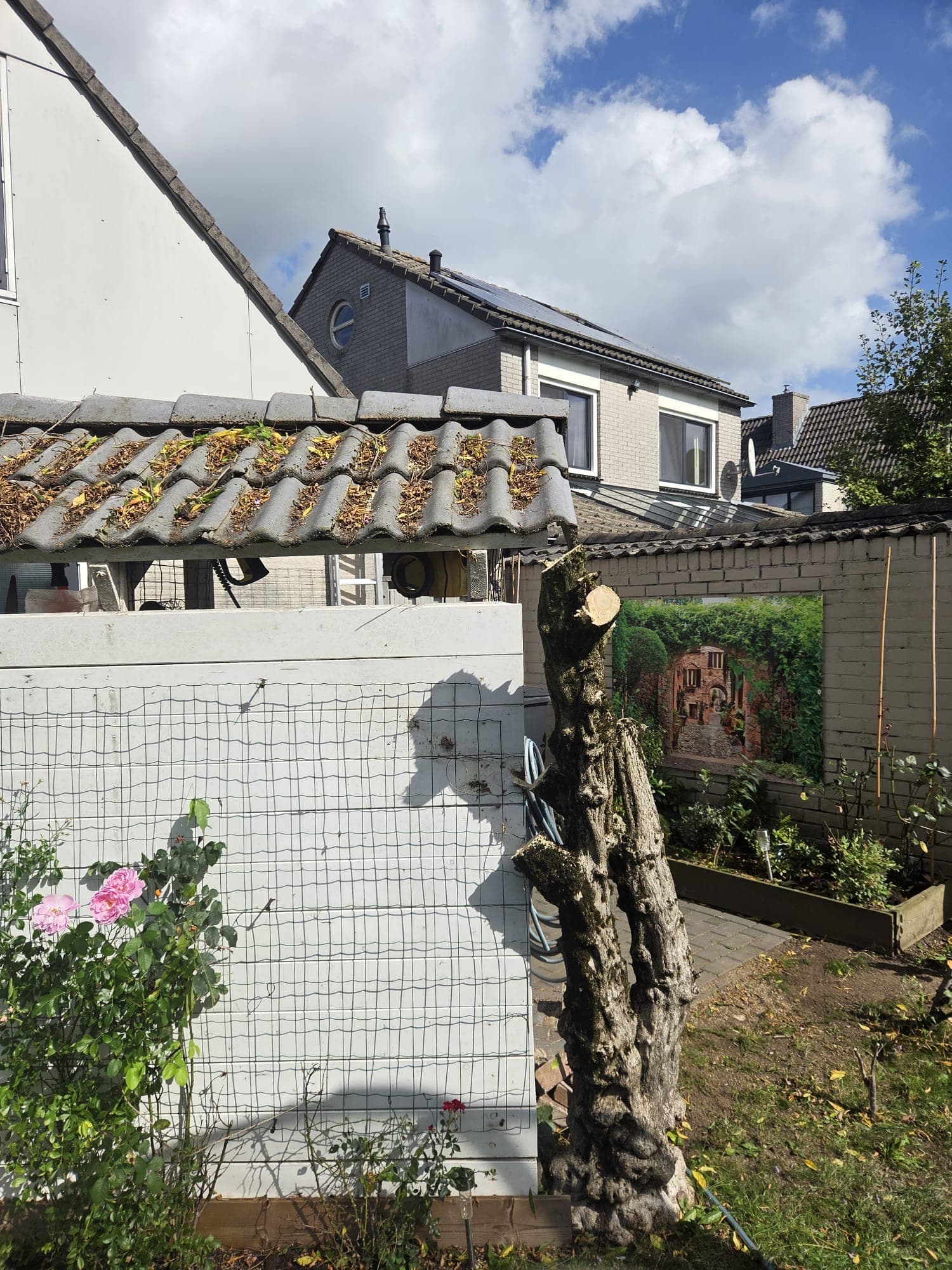 Oude wisteria knoest na het snoeien, rozenstruik zichtbaar op achtergrond