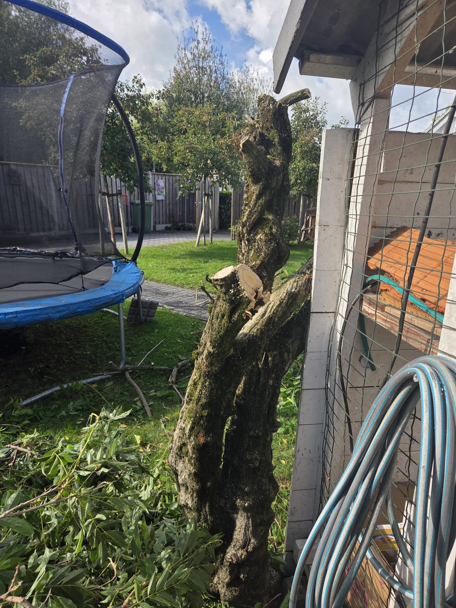 Wisteria stam volledig gesnoeid, tuin met trampoline vrij zicht