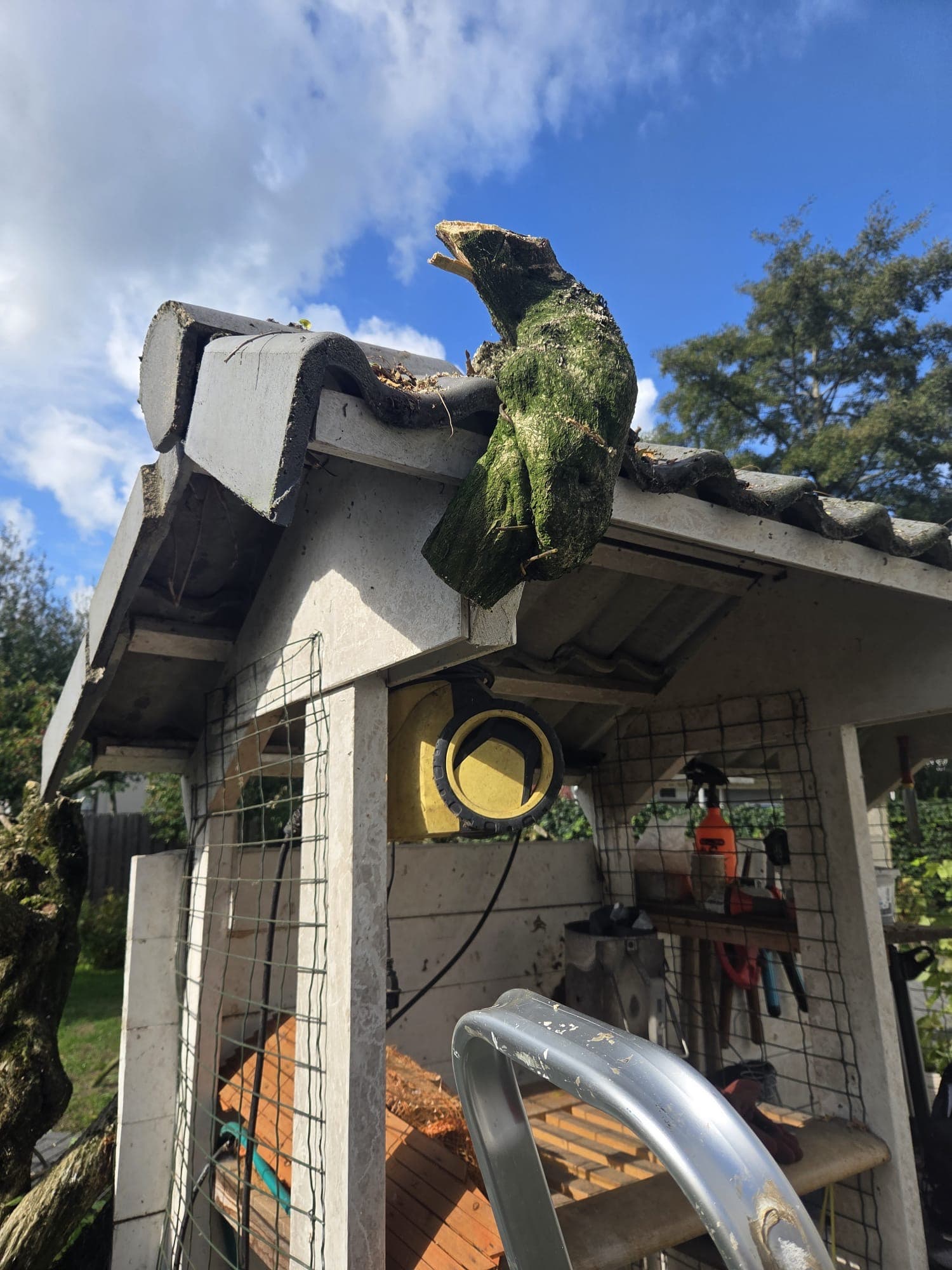 Wisteria hoofdstam afgezaagd bij schuurhoek, zaagsnede zichtbaar