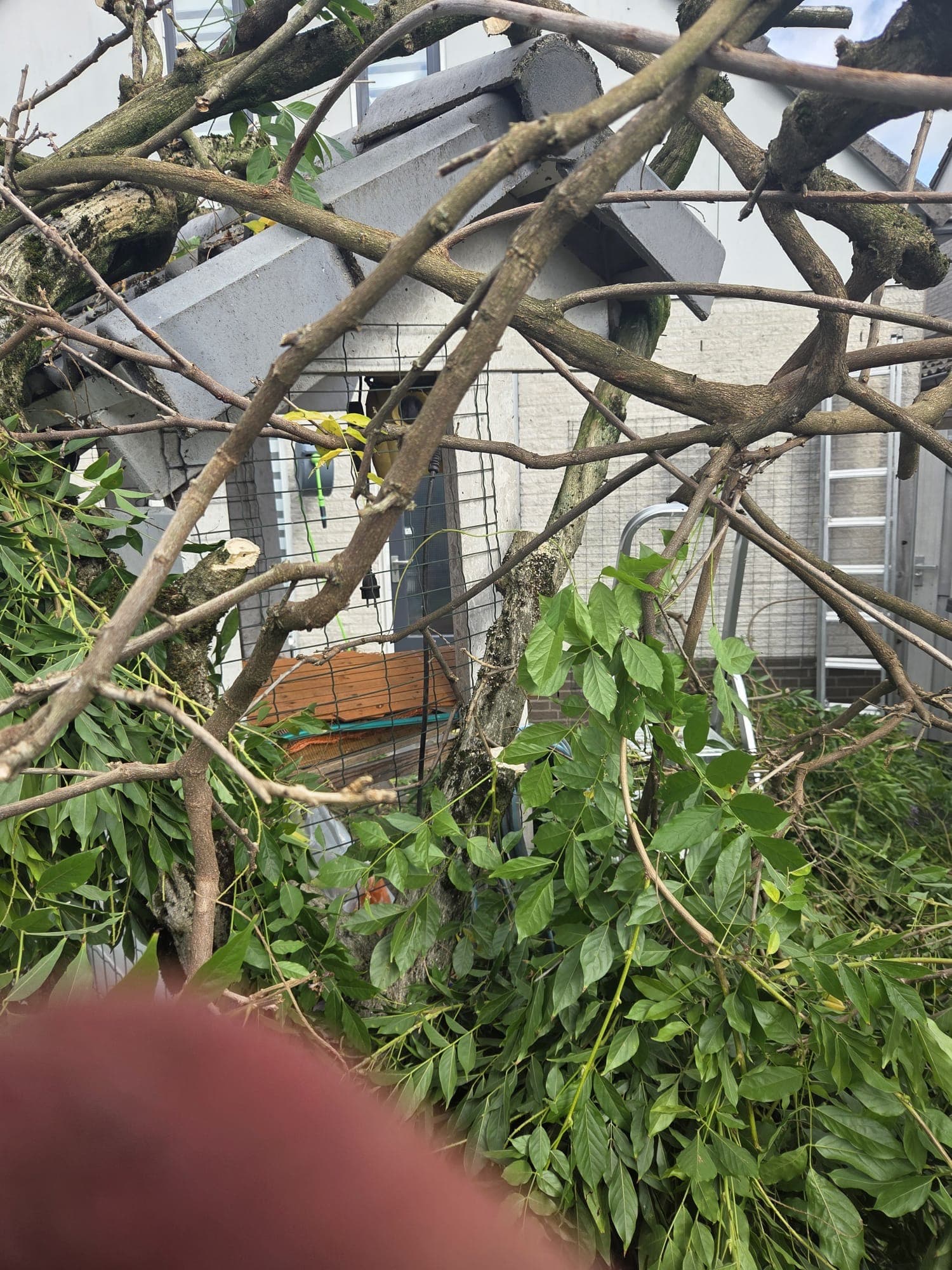 Dikke wisteria takken doorgezaagd en neerhangend tijdens het rooien